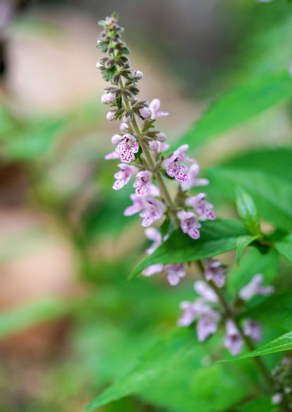 100 Chinese Motherwort (Leonurus Japonicus) Seeds