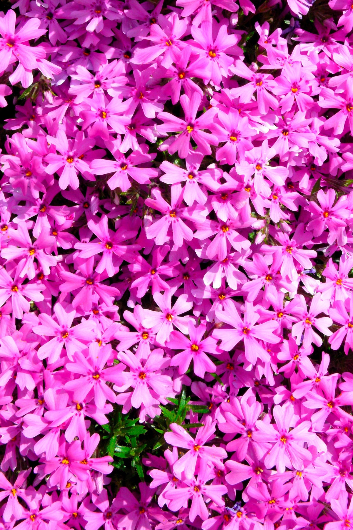 Prairie Phlox Mix (Phlox pilosa) Seeds – 20 ct