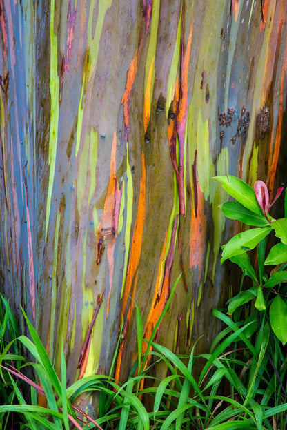 50 Rainbow Eucalyptus (Eucalyptus Deglupta) Seeds