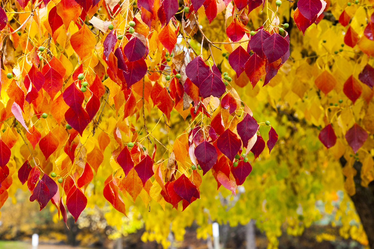 20 Eastern REDBUD TREE Cercis Canadensis Pink Flowering Native Tree Seeds