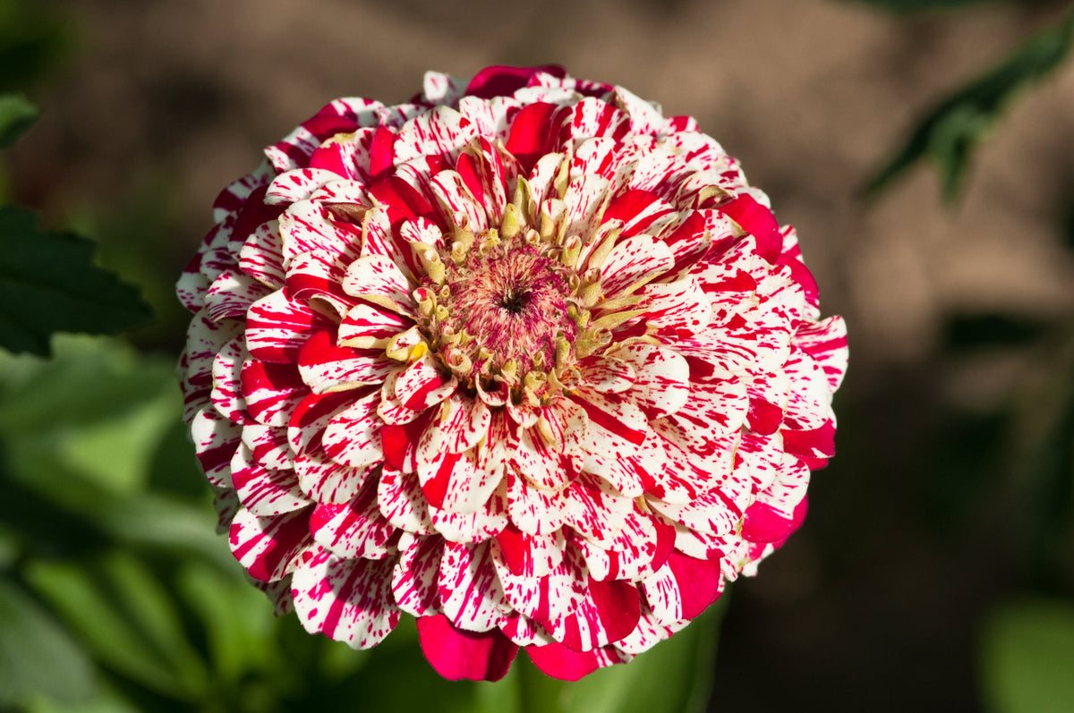 Candy Stripe Zinnia Mix (Zinnia elegans) Seeds – 150 ct