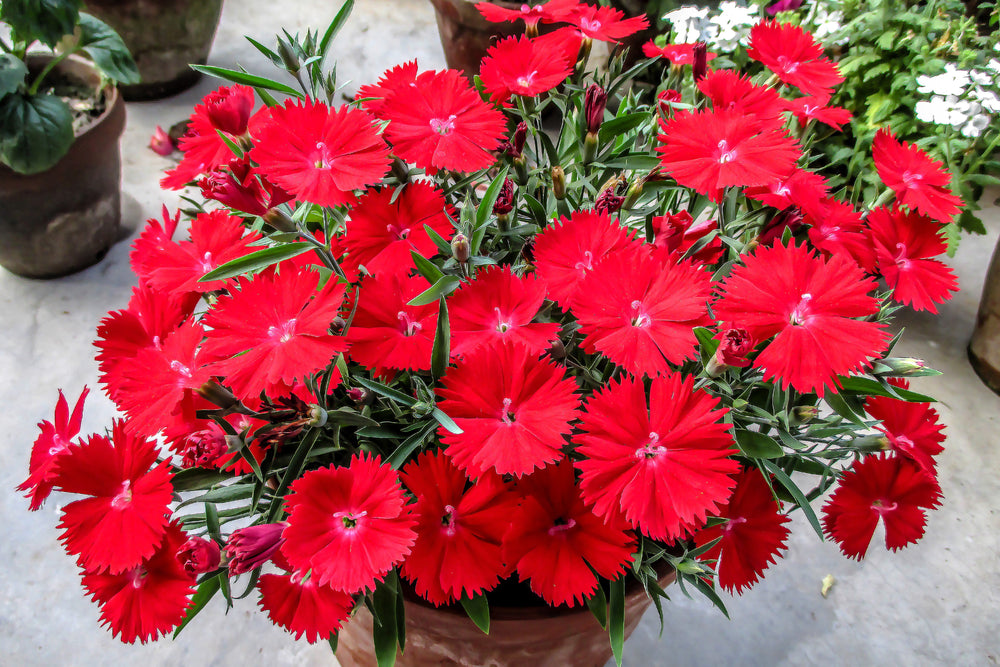 100 RED CARDINAL DIANTHUS Deltoides Flower Seeds