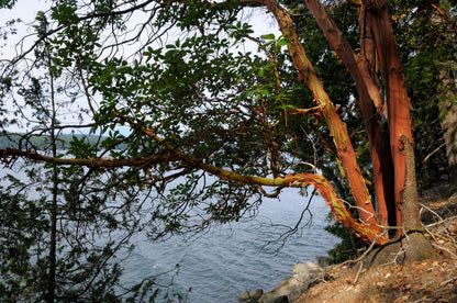 Pacific Madrone (Arbutus menziesii) Seeds – 10 ct