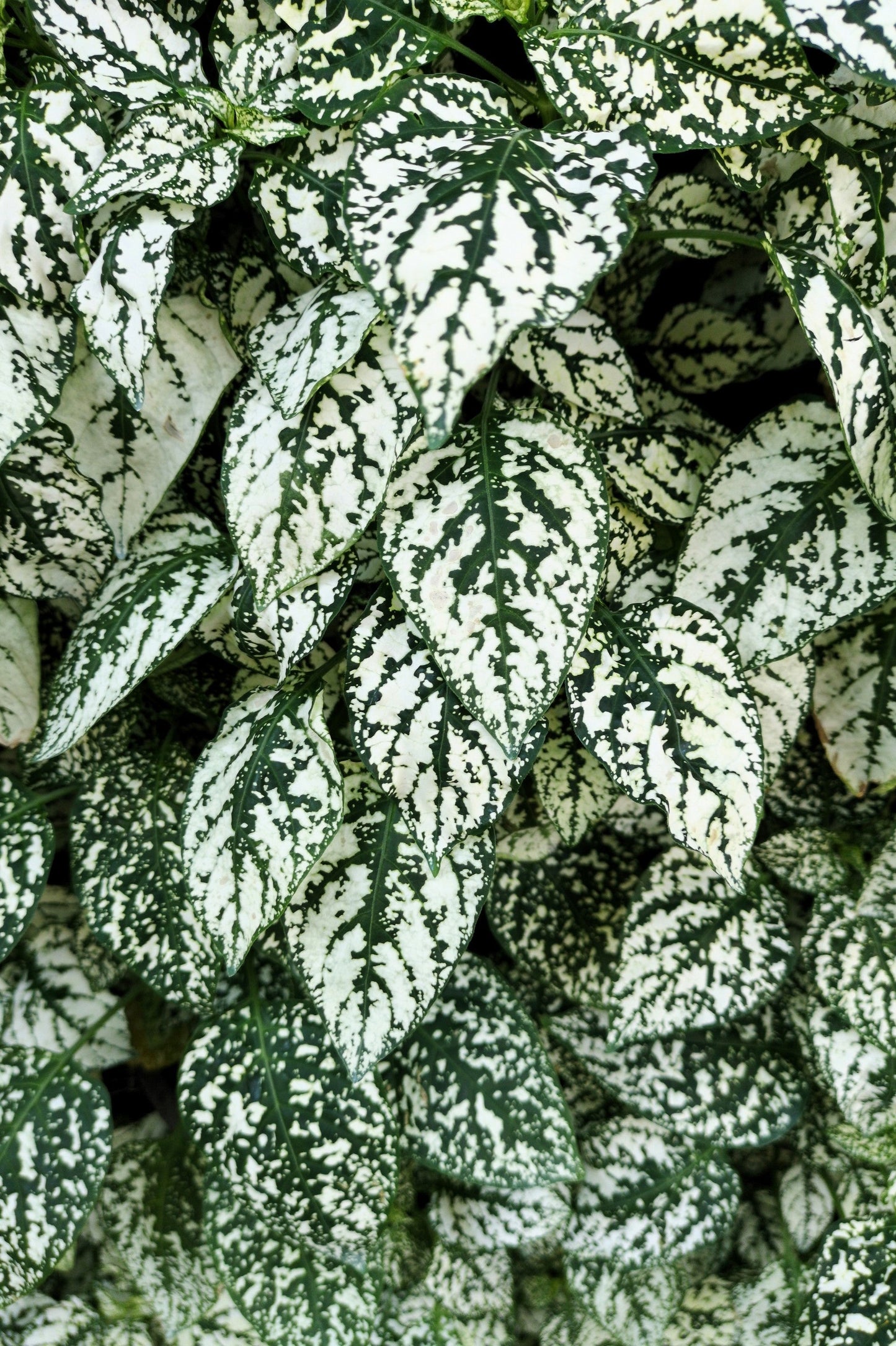 10 Dwarf White Polka Dot Plant (Hypoestes Phyllostachya) Seeds