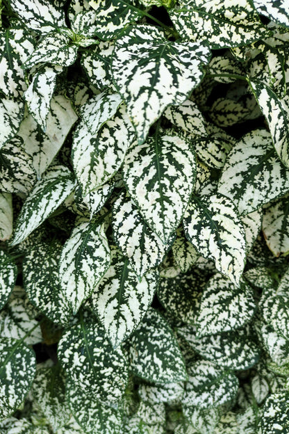 10 Dwarf White Polka Dot Plant (Hypoestes Phyllostachya) Seeds