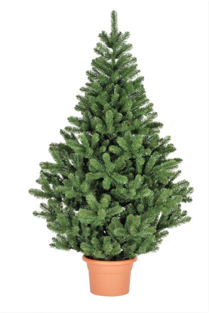 Fraser Fir ( Abies Fraseri ) Seeds
