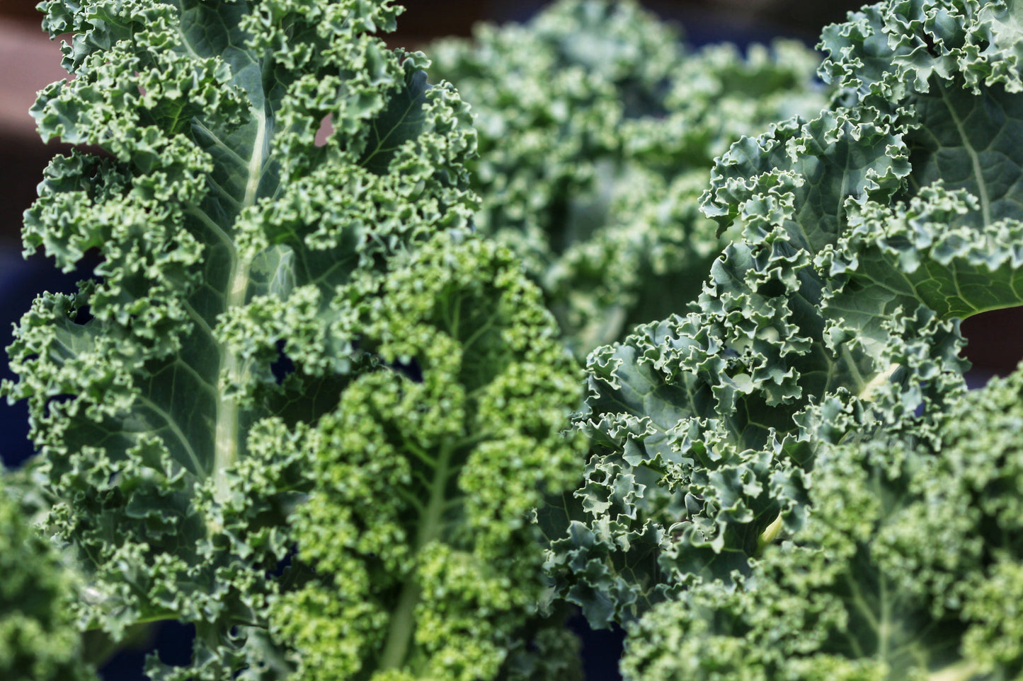 2500 Vates Blue Curled Kale (Brassica Oleracea) Seeds