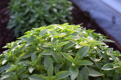 200 Spicy Globe Basil (Ocimum Basilicum) Seeds