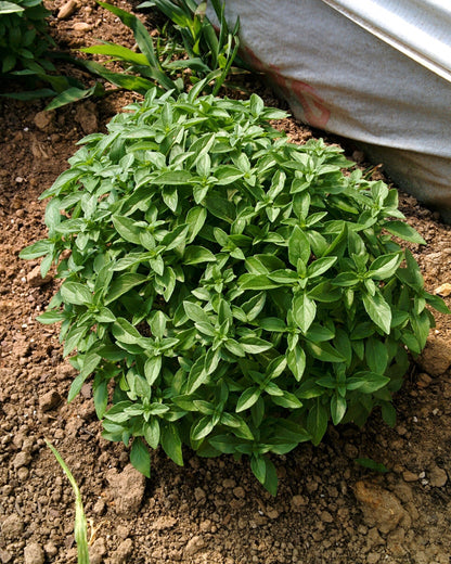 200 Spicy Globe Basil (Ocimum Basilicum) Seeds