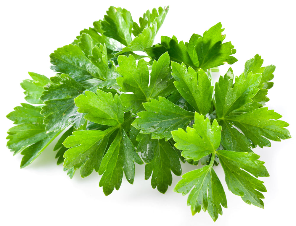 100 Fiesta Green Cilantro / Coriander (Coriandrum Sativum) Seeds