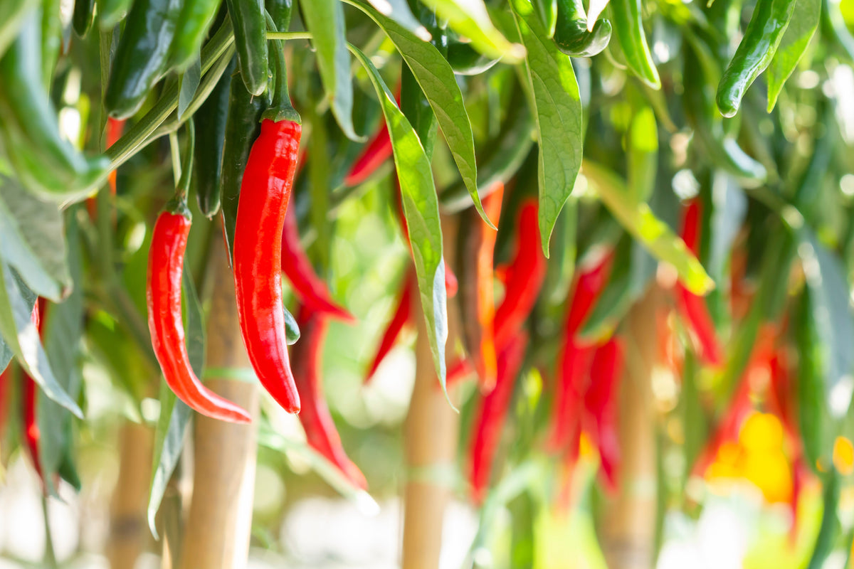 300 THIN CAYENNE PEPPER Hot Chili Long Green Red Slim Capsicum Vegetable Seeds