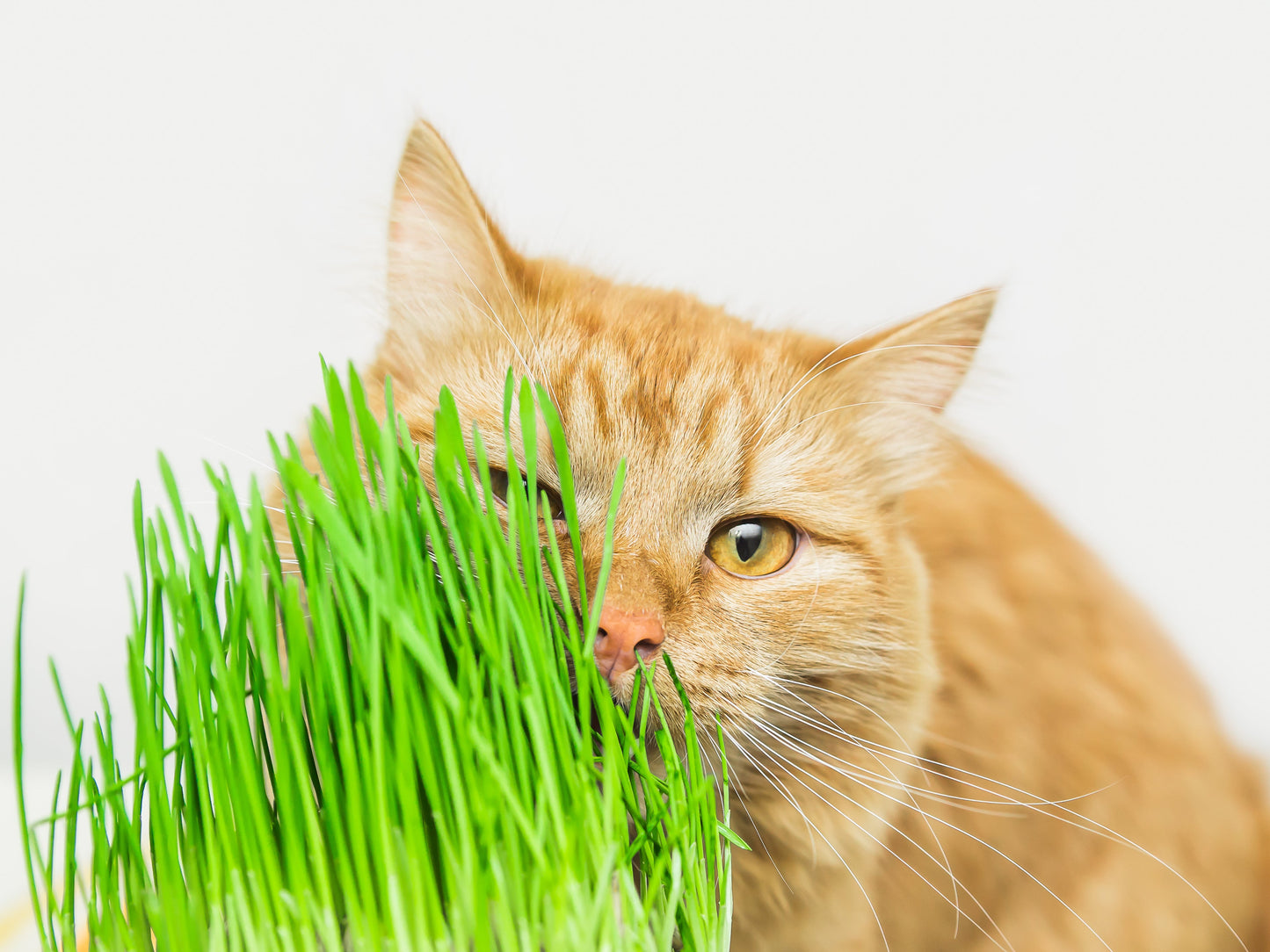 500 Cat Grass/Wheat Grass (Triticum Aestivum) Seeds