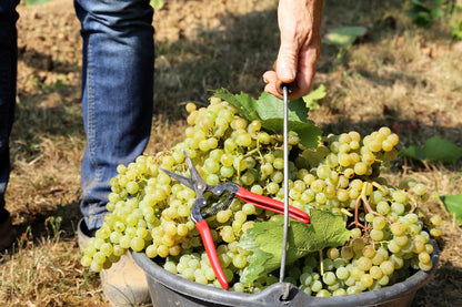 30 Wine Grape (Vitis Viniferia) Seeds