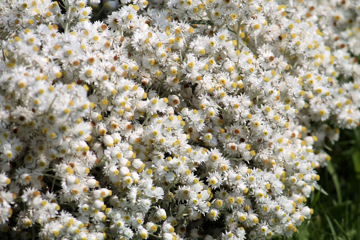 Pearly Everlasting (Anaphalis margaritacea) Seeds – 100 ct