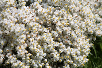Pearly Everlasting (Anaphalis margaritacea) Seeds – 100 ct