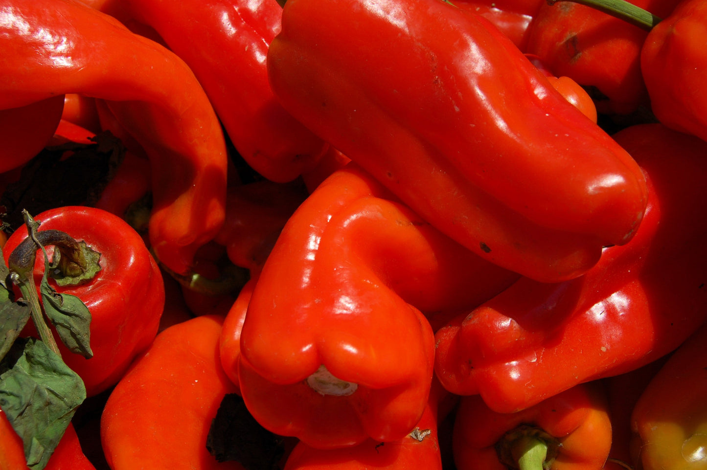 75 Cubanelle Pepper (Capsicum Annuum) Seeds