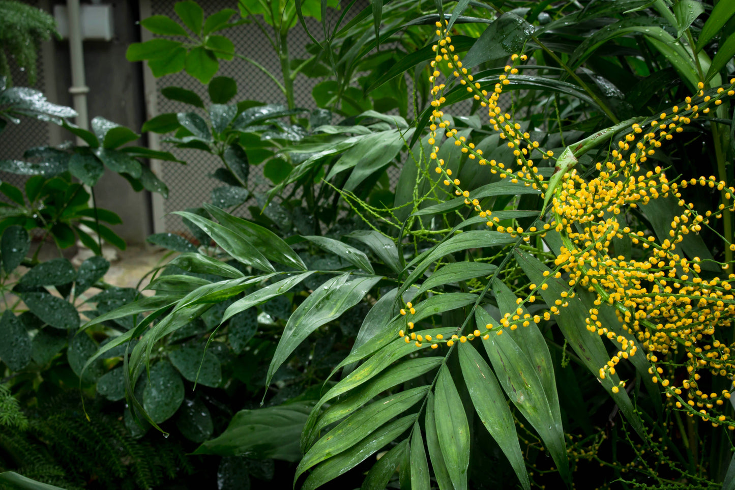 15 Parlor Palm (Chamaedorea Elegans) Seeds