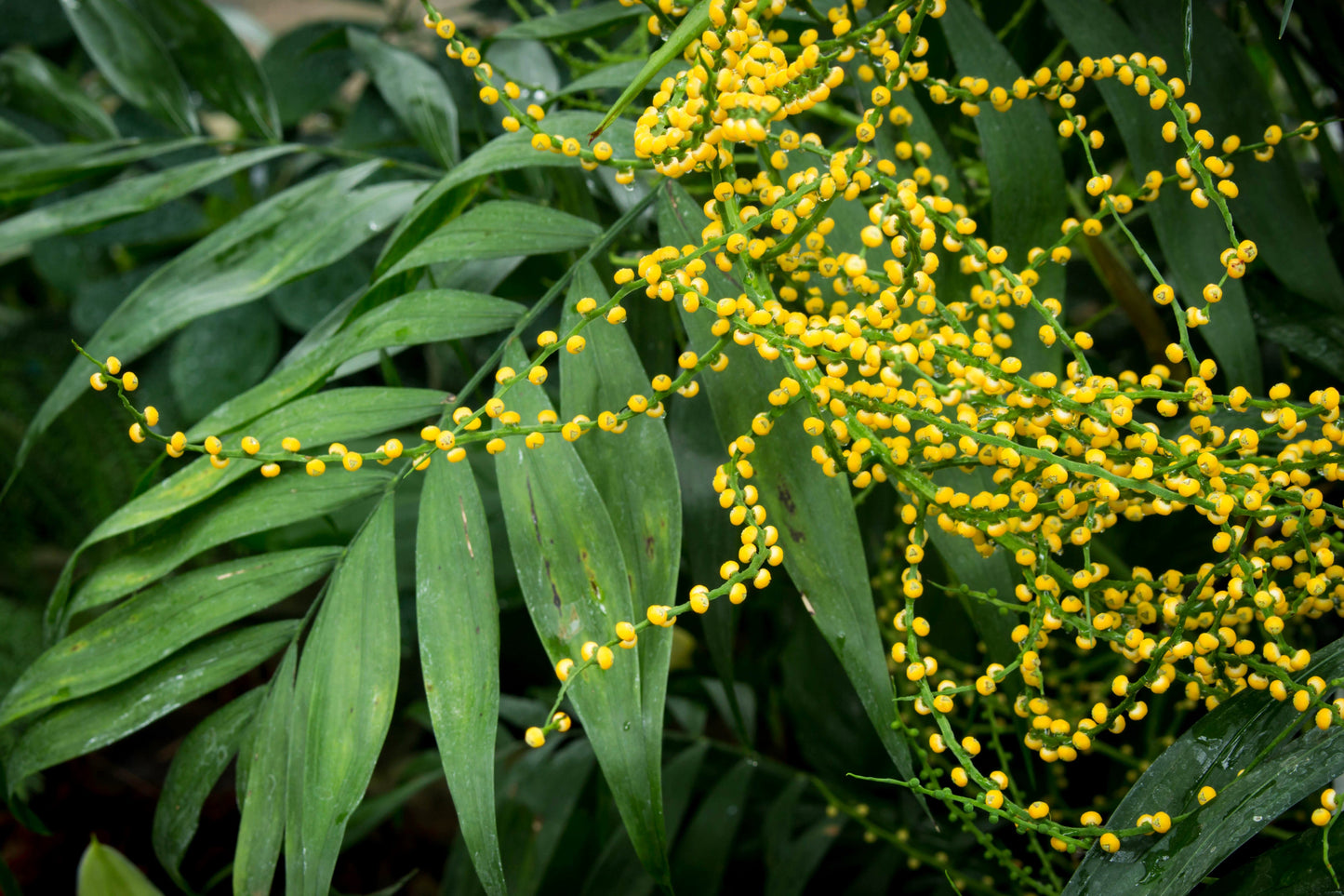 15 Parlor Palm (Chamaedorea Elegans) Seeds