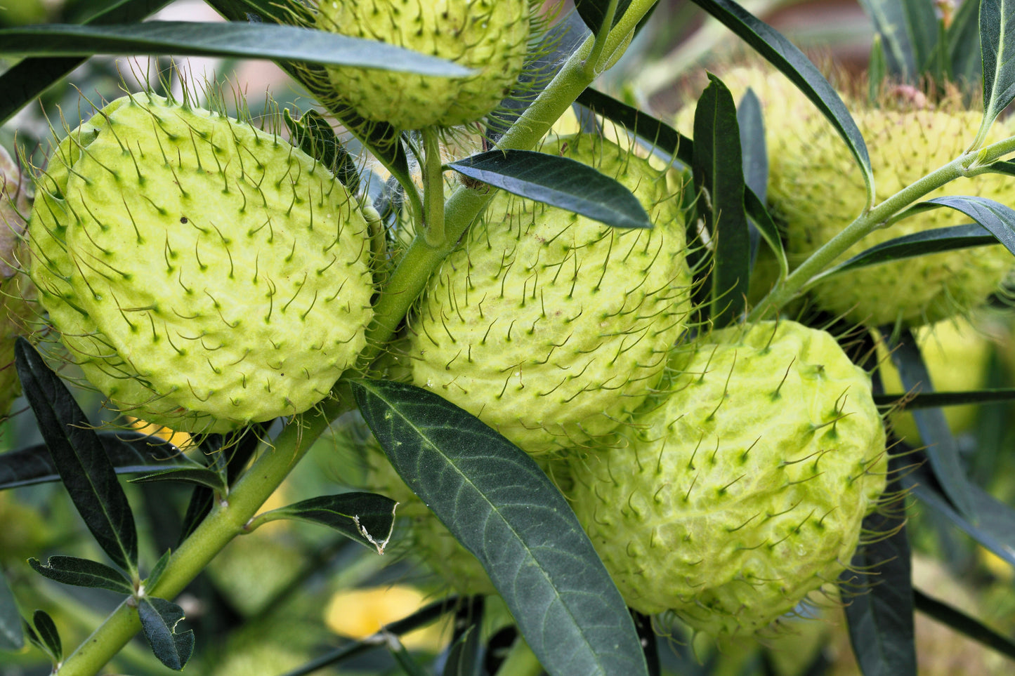 10 Balloon Milkweed (Asclepias Gomphocarpus Physocarpus) Seeds