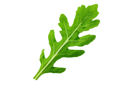 2000 Arugula (Eruca Vesicaria Sativa) Seeds