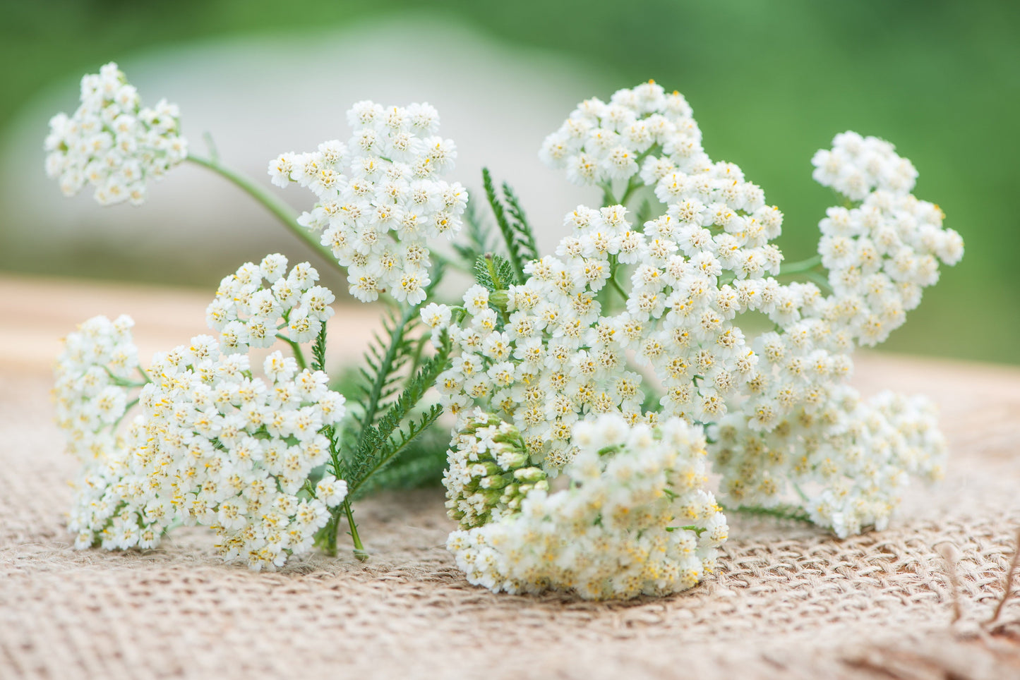 1000 White Yarrow (Achillea Millefolium) Seeds