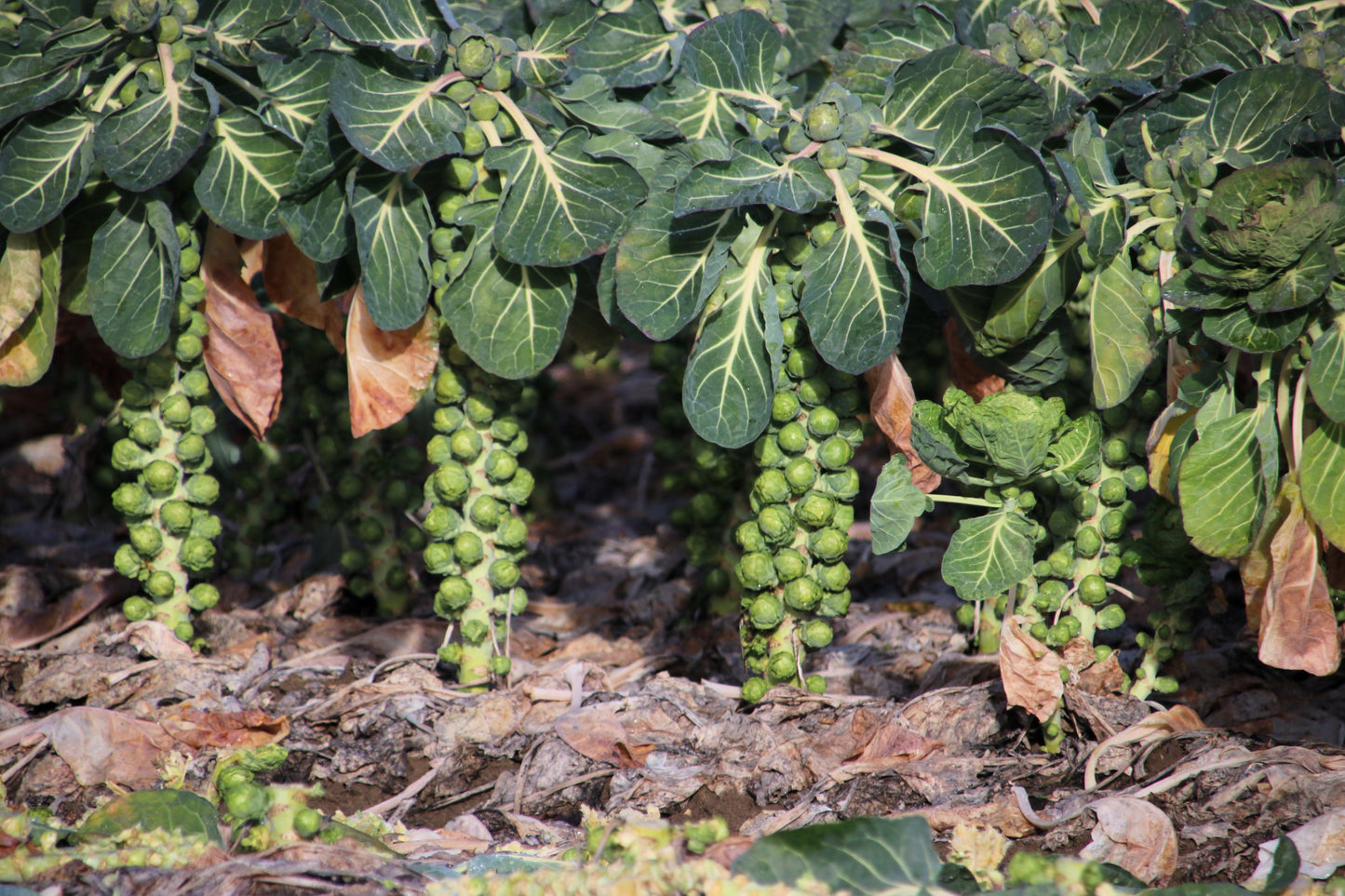 1000 Long Island Improved Brussels Sprouts (Brassica Oleracea Gemmifera) Seeds