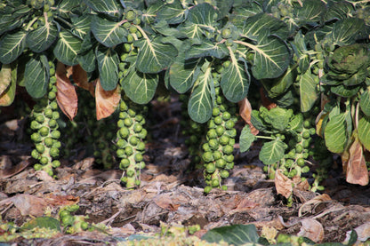 1000 Long Island Improved Brussels Sprouts (Brassica Oleracea Gemmifera) Seeds