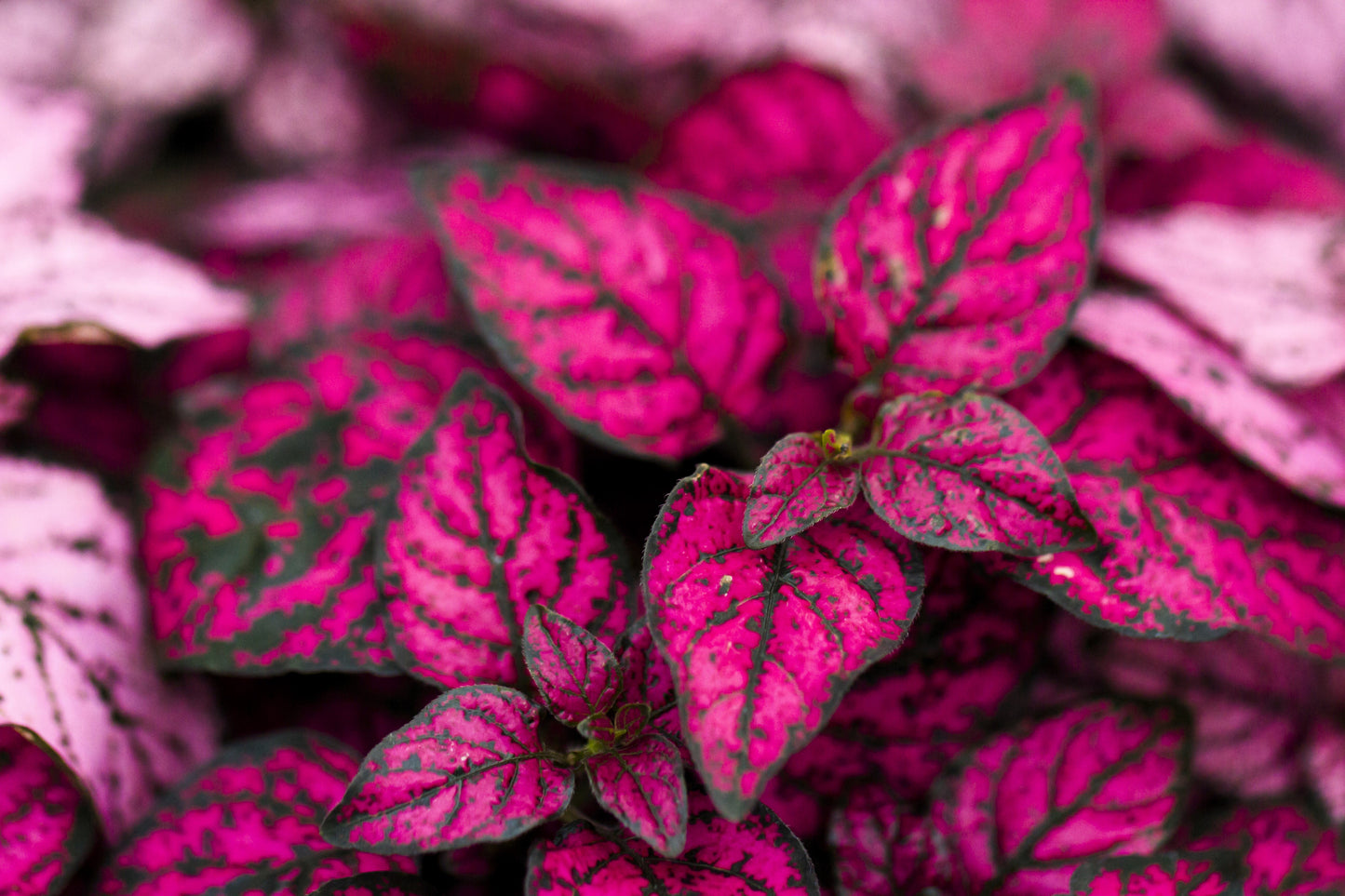 10 Dwarf Rose Polka Dot Plant (Hypoestes Phyllostachya) Seeds