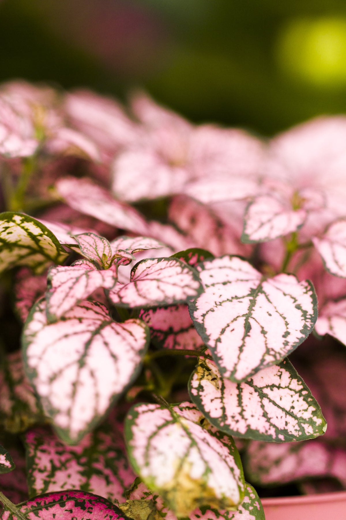 Pink Splash Select Polka Dot Plant (Hypoestes phyllostachya) Seeds – 10 ct