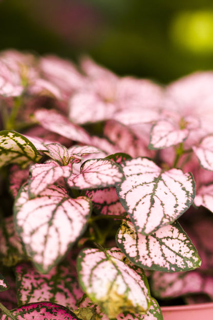 Pink Splash Select Polka Dot Plant (Hypoestes phyllostachya) Seeds – 10 ct