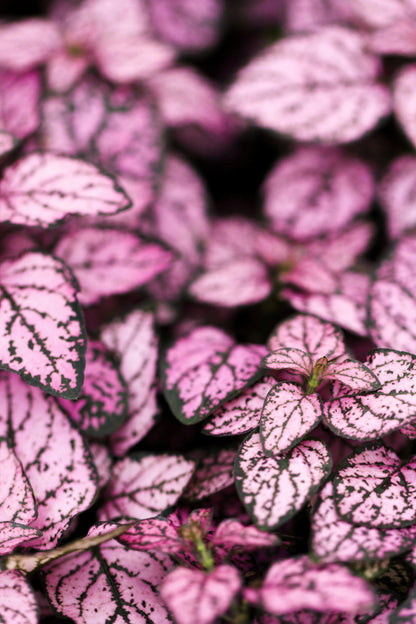 Pink Splash Select Polka Dot Plant (Hypoestes phyllostachya) Seeds – 10 ct