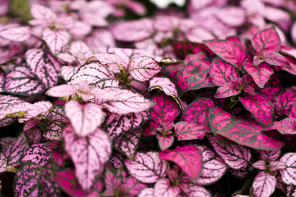 10 Polka Dot Plant (Hypoestes Phyllostachya) Seeds