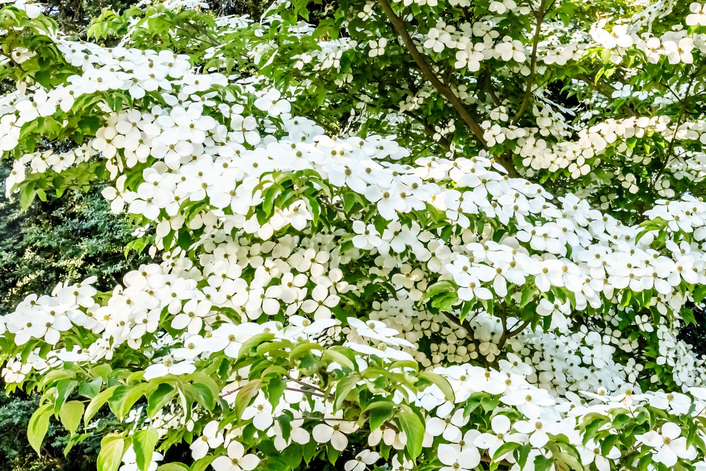 20 Himalayan Dogwood (Cornus Capitata) Seeds