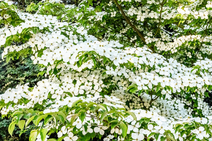 20 Himalayan Dogwood (Cornus Capitata) Seeds