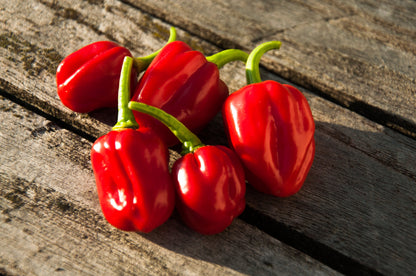 50 Red Habañero Pepper (Capsicum Chinense) Seeds
