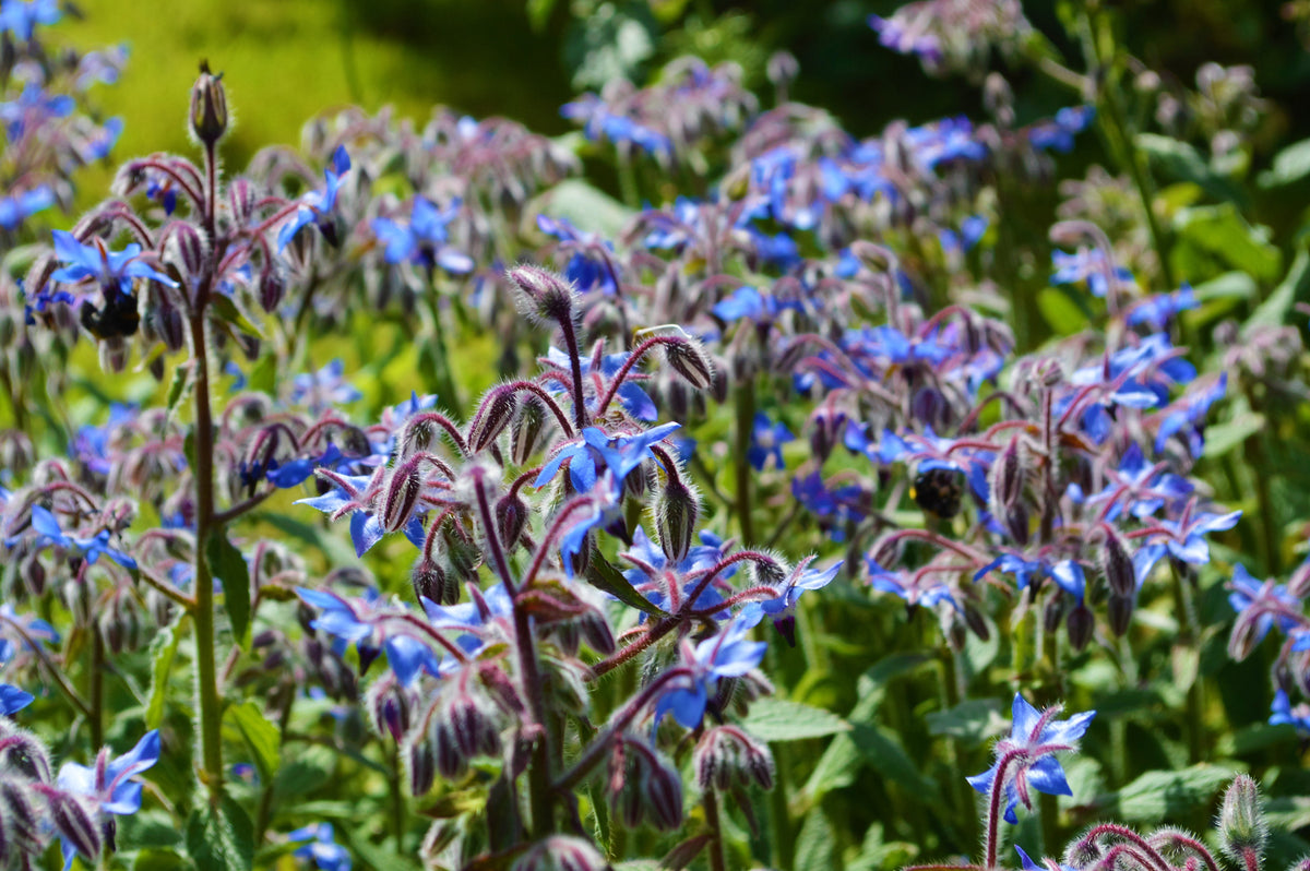 100 Blue Star BORAGE HERB Borago Officinalis Flower Seeds