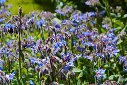 100 Blue Star BORAGE HERB Borago Officinalis Flower Seeds