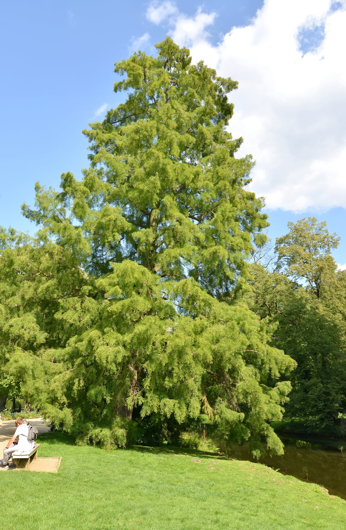 25 European Larch Tree (Larix Decidua) Seeds
