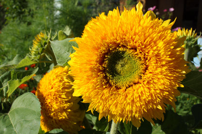 Double Dwarf Teddy Bear Sunflower (Helianthus annuus) Seeds – 150 ct
