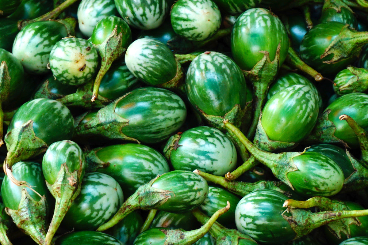 10 KERMIT EGGPLANT Green White Thai Solanum Melongena Fruit Vegetable Seeds