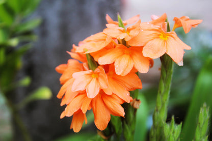 10 Orange Marmalade Crossandra (Crossando Infundibuliformis) Seeds