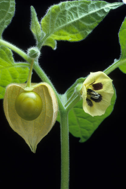 200 Organic Ground Cherry (Physalis Pruinosa) Seeds