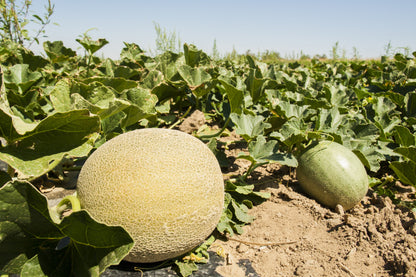 Rocky Ford Green Flesh Cantaloupe (Cucumis melo) Seeds – 75 ct
