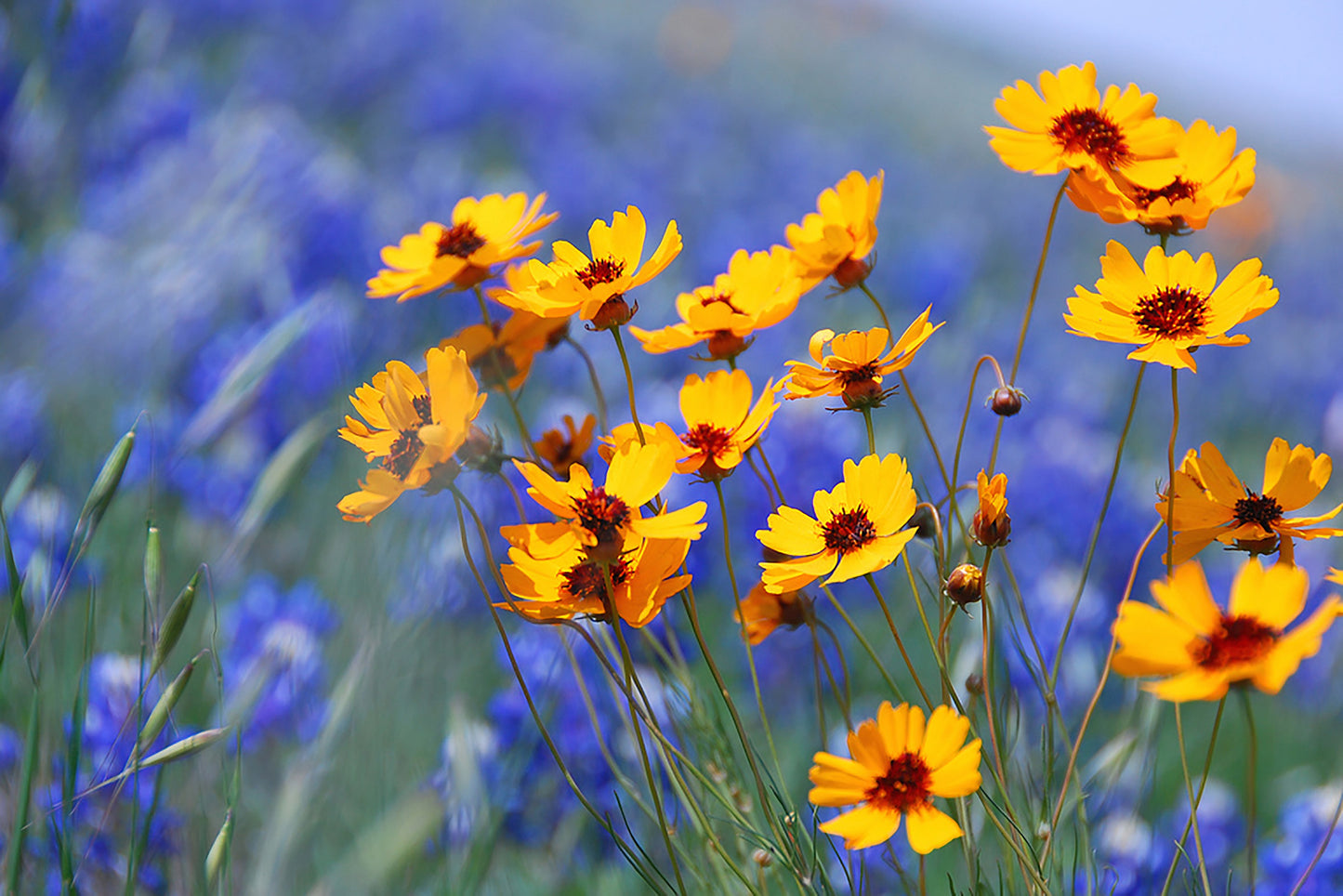 1000 Golden Wave Coreopsis (Coreopsis Basalis) Flower Seeds