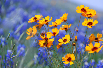 1000 Golden Wave Coreopsis (Coreopsis Basalis) Flower Seeds