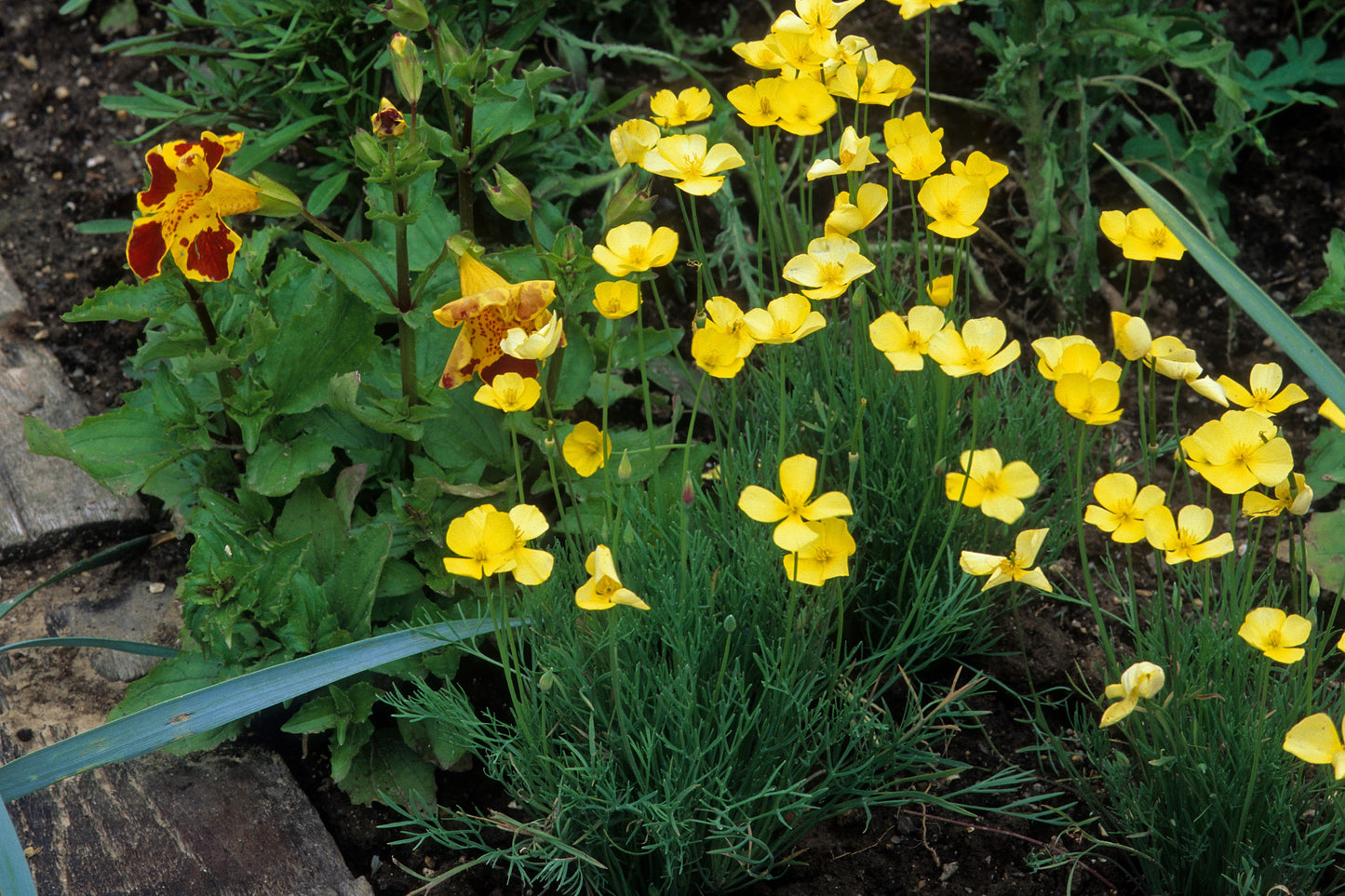 1000 Dwarf Yellow California Poppy (Eschscholzia Caespitosa) Seeds