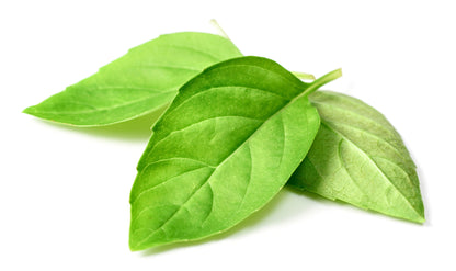 1500 Lemon Basil (Ocimum Basilicum) Seeds