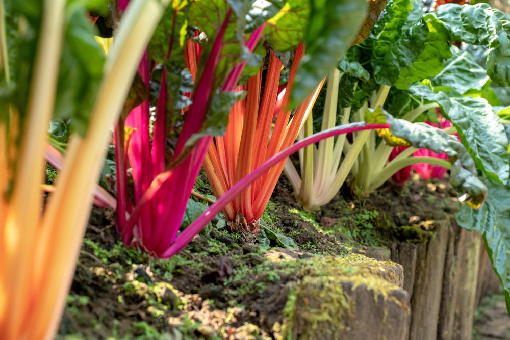 150 Rainbow Mix Swiss Chard (Beta Vulgaris) gSeeds
