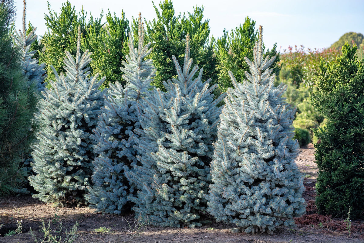 Colorado Blue Spruce (Picea pungens) Seeds – 50 ct