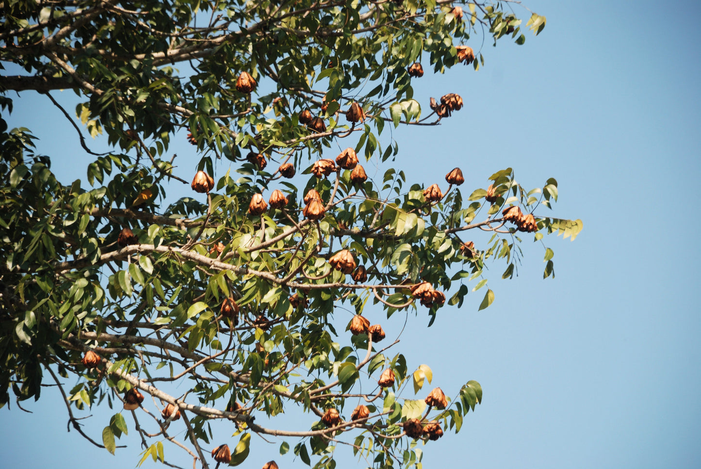 5 True Mahogany Tree (Honduran; Swietenia Macrophylla) Seeds
